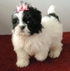 Cute-and-healthy-shih-tzu-puppies