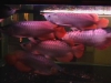 Top-Quality-Asian-Red-RTG-Super-Red-Chili-Red-Golden-X-back-Arowanas-For-Sale-at-very-good-discount-prices-$350