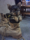 Adorable-TeaCup-Yorkie-for-stud